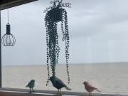 Traumlage Nr 58 Traumblick direkt am Wattenmeer erste Reihe unendliche Weite, eingebettet in der Natur