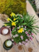 Top Matsloot Top Matsloot