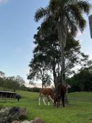 Top Nova Petrópolis