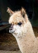 Ballyhoura Farm Escape Experience with Alpacas & Fairy Forest