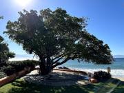 Top Cruz de Huanacaxtle