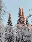 Alapihan Arboretumin vierasmaja ja sauna