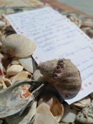 Top Balneário Piçarras