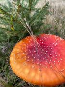 Top Vatra Moldoviţei