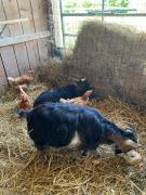 Top Créon-dʼArmagnac