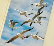 Top Nieuwvliet Top Nieuwvliet