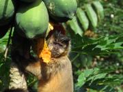 Top Chapada dos Guimarães