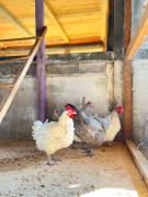 Top Grandola ed Uniti