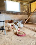 Top Grandola ed Uniti