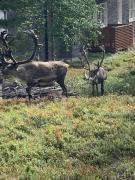 Levin Ski & Golf apartment