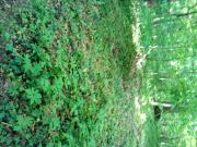 Appartementt à louer à Rennes