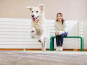 KAMENOI HOTEL SHIOBARA Dog Friendly Hotel