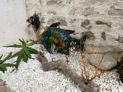 Top Saint-Martin-de-Ré