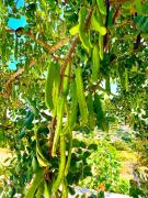 Vothonas house in the countryside