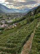 Guest House nel Vigneto