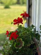 Top Deštné v Orlických horách