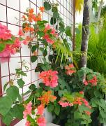 Top San Rafael del Yuma