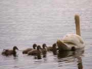 Top Somerford Keynes