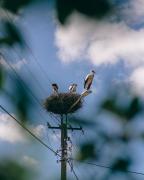 Top Dubicze Tofiłowce Top Dubicze Tofiłowce