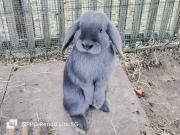 Gîte du Château de Chambonnières