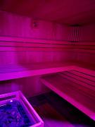 Apartment Cats Forest