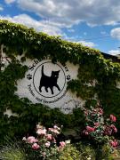 Apartment Cats Forest