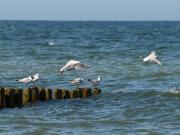 Top Gąski Top Gąski