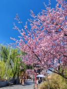 Top Luoyang