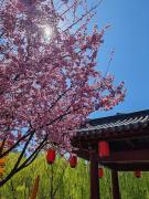 Top Luoyang