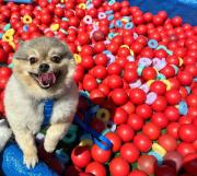 Pousada Serra das Araucárias PetFriendly - CÃOFÉ da manhã Pet