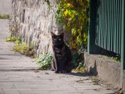 Mákvirág - Apartman és szobák