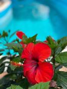 Top Ischia Top Ischia