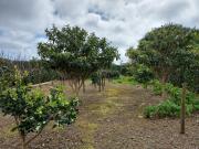 Top Lajes das Flores