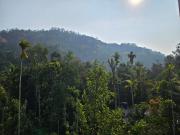 Nutmeg shades Munnar