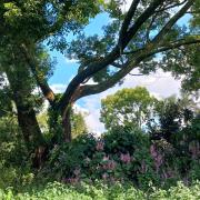 Braemar House Howick