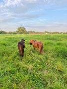 Top Budzistowo Top Budzistowo
