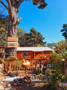 Suite con DESAYUNO SOLO PARA DOS Ó Cabañas familiares Los PINARES DEL MAR -Pet friendly