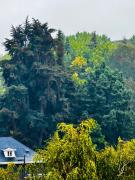 Top Osorno Top Osorno