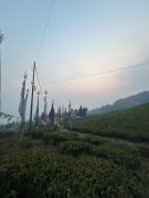 Top Mirik