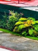 Top Osorno Top Osorno