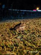 Top Puerto Esperanza