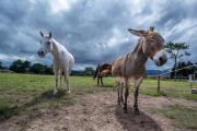 Rustic Reins