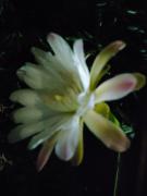 Villa Messapica, casa Veranda Villa Messapica, casa Veranda