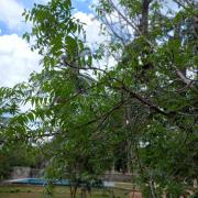 Wild Safari Nest Udawalawe