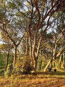 Top Montfrin Top Montfrin