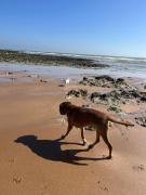 Dog friendly Beach Apartment