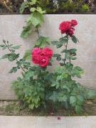 Top Ayios Nikolaos Sithonia Top Ayios Nikolaos Sithonia