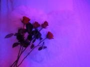 Top Saint-Christol-lès-Alès