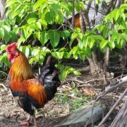 Top Ladyville Top Ladyville