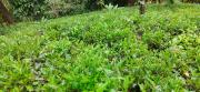 Top Vagamon